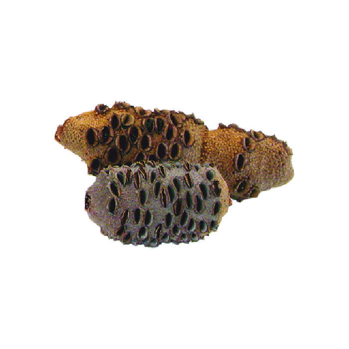 Couteau pliant Le Thiers® RLT, Damas Banksia, bleu