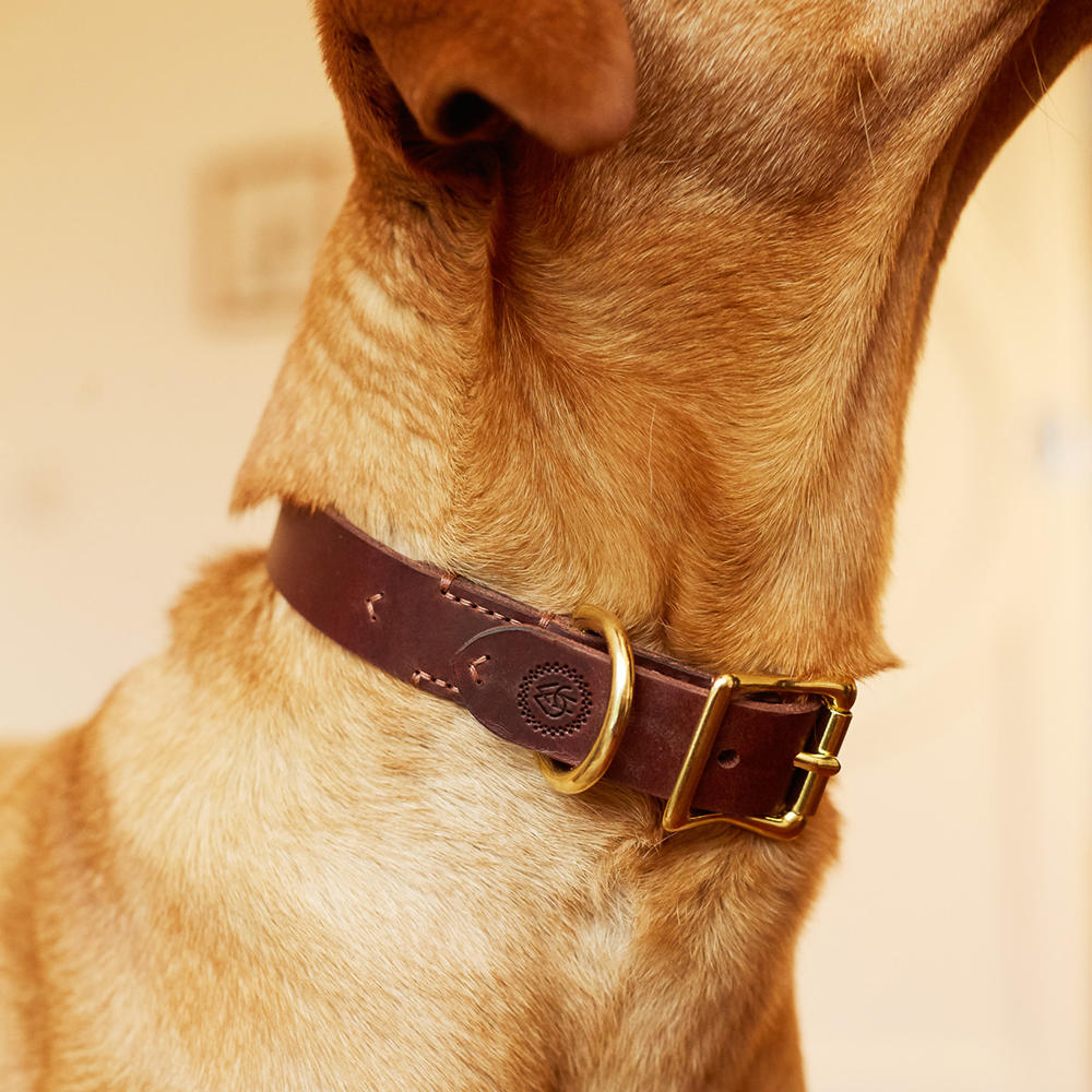 Helen Wells »Classic« Dog Collar, Chestnut, XL 