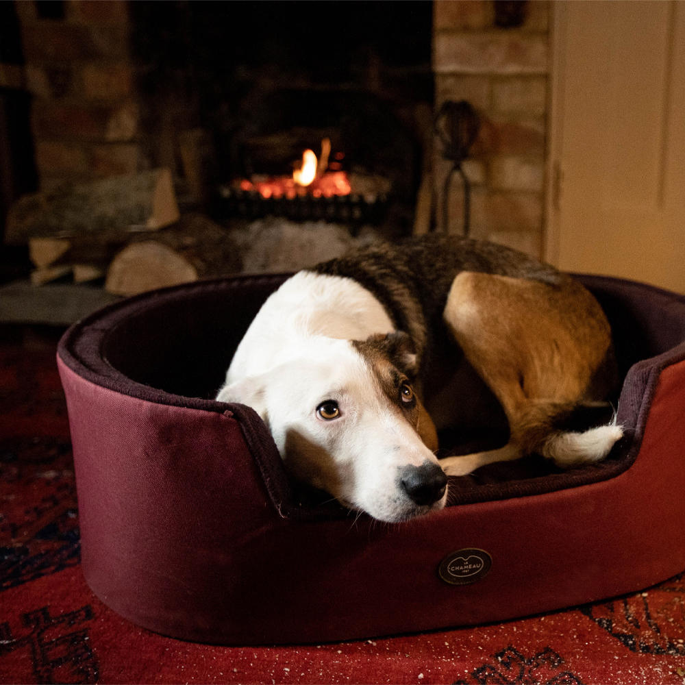 Le Chameau Dog Bed